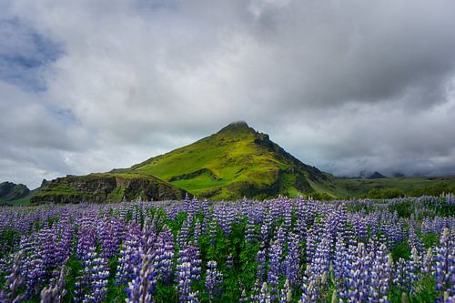 IJsland - Met mos bedekte vulkaan achter paars bloemenveld