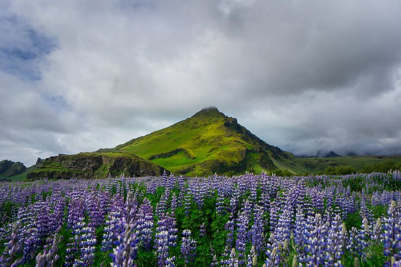 IJsland - Met mos bedekte vulkaan achter paars bloemenveld van adventure-photos