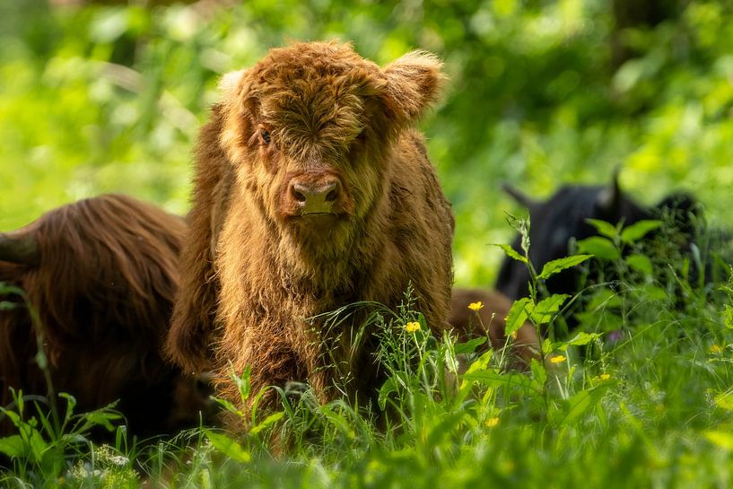 Scottish Highlander (young) by Gianni Argese