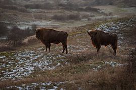 Wisents in dunes on the Kraansvlak of South Kennemerland by Jeroen Stel