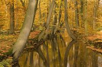 Autumn forest with stream