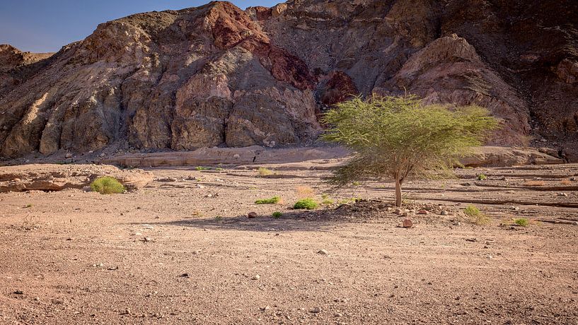 een boom in de woestijn van israël von ChrisWillemsen