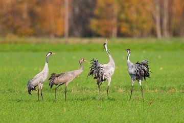 Kraanvogels dansen in een veld tijdens de herfstmigratie van Sjoerd van der Wal Fotografie