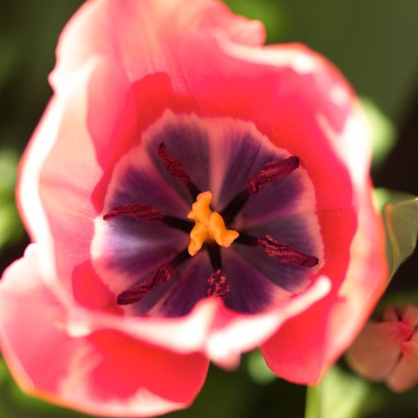 Close-up tulip button by Michael van Emde Boas
