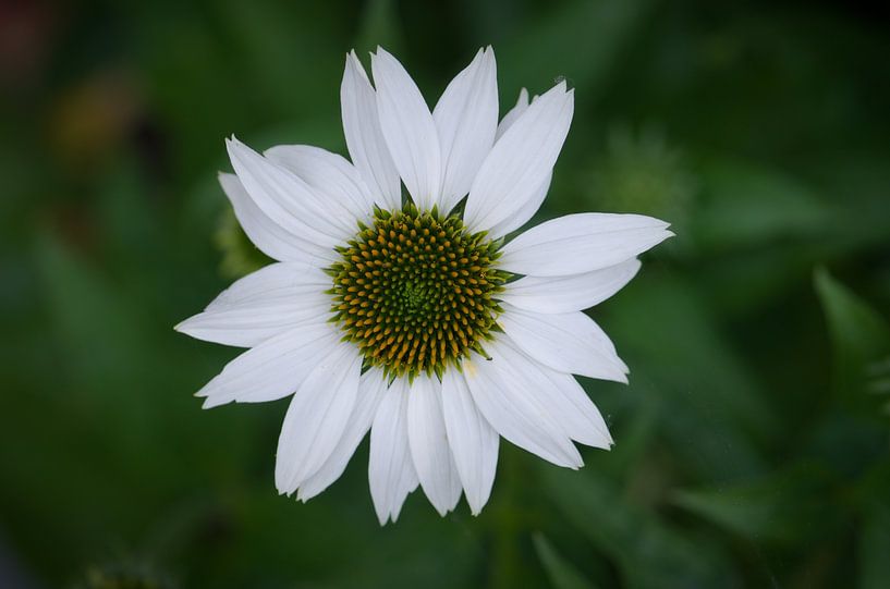 Zonnehoed wit  of Echinacea van Johan Verbon