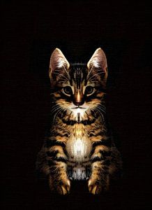 Portrait discret d'un chaton mystérieux