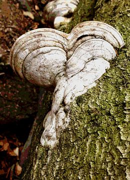 Hartstocht in natuurvorm