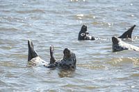 Seals in the Wadden Sea near Oudeschild