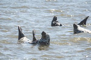 Zeehonden in de Waddenzee bij Oudeschild van Marjolijn Barten