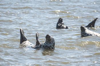 Phoques dans la mer des Wadden près d'Oudeschild