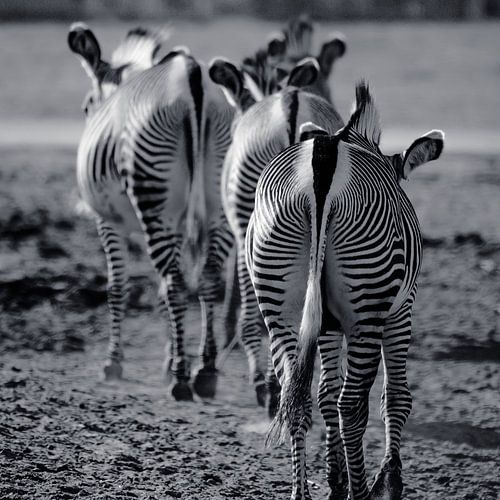 Volg het Zebrapad
