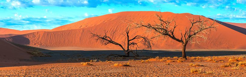 Trees before the red dunes of Sossusvlei, Namibia by Rietje Bulthuis