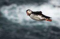 Windsurfing - Puffin style