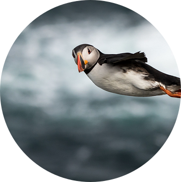 Windsurfing - Puffin style