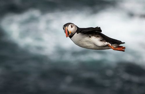 Windsurfing - Puffin style