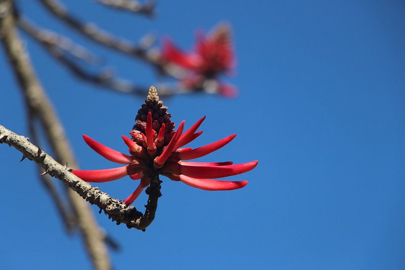  pink flower tree santa barbara california by Shannen van den Tempel
