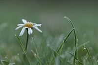 Gänseblümchen mit Reif