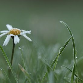 Gänseblümchen mit Reif von Mireille Breen