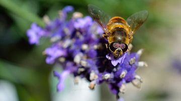 Lavendel met bij van Madelinde Maassen