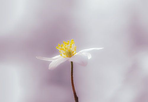 "Lost in pastel&quot ;