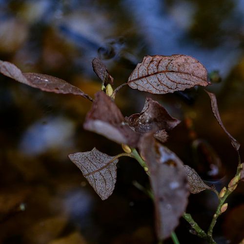 Feuilles d'automne Eau | Photographie de nature