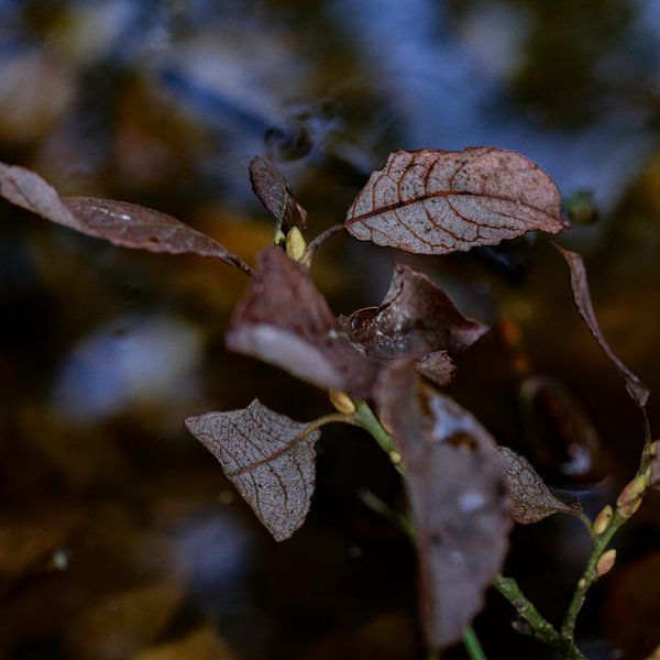 Autumn Leaves Water | Nature Photography by Nanda Bussers