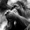 Contemplatie in Contrast - Een Orang-oetan in Gedachte van Femke Ketelaar
