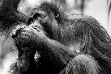 Contemplatie in Contrast - Een Orang-oetan in Gedachte van Femke Ketelaar