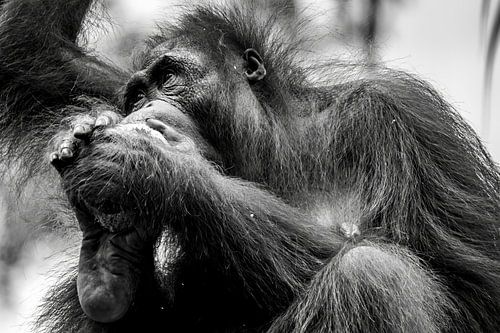 Contemplatie in Contrast - Een Orang-oetan in Gedachte
