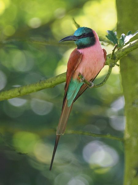 North Carmine Red Bee-eater : Blijdorp Zoo by Loek Lobel