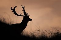Damhirsch in der Abenddämmerung