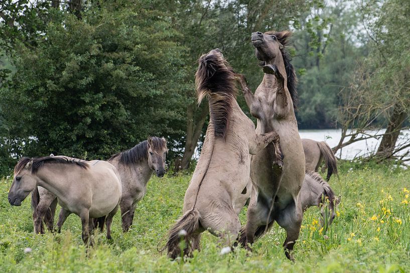 Fighting konik horses by Diantha Risiglione