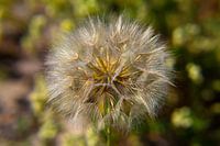 Flying seeds like on the dandelion