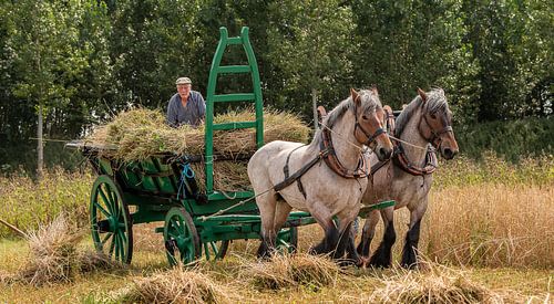 La récolte de blé est rentrée