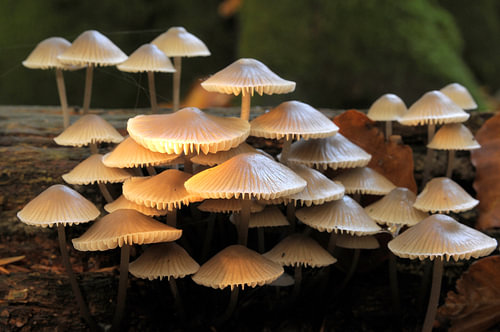 bundelmycena