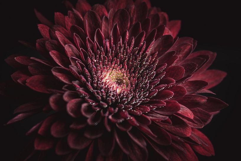 Red and gold by Sandra Hazes