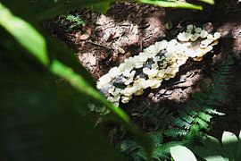 Natuurbeeld jungle Amazone Ecuador by Julie Van De Velde