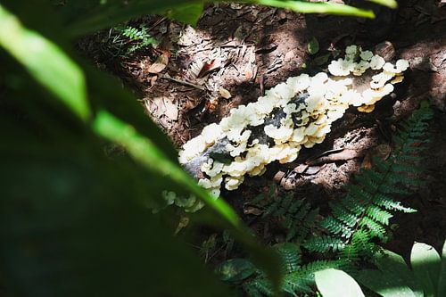 Natuurbeeld jungle Amazone Ecuador