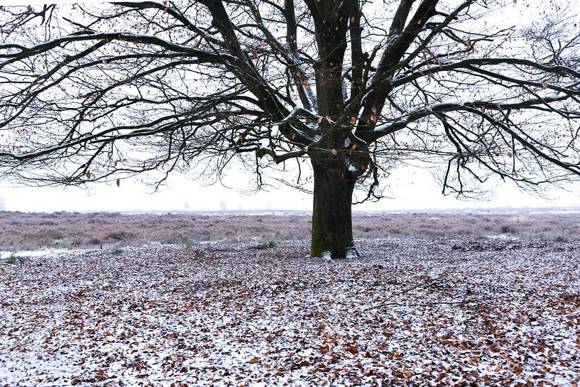 Boom in sneeuwlandschap 01 by Cilia Brandts