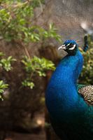 Proud as a Peacock