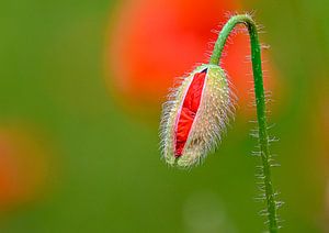 Mohnblume