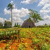  Plantation de tabac à Cuba sur Henk Meijer Photography