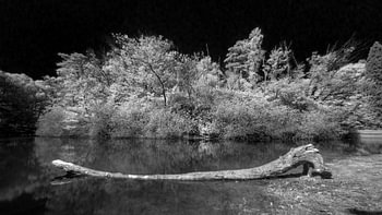 Infrarot-Wanderwald, Tilbuerg