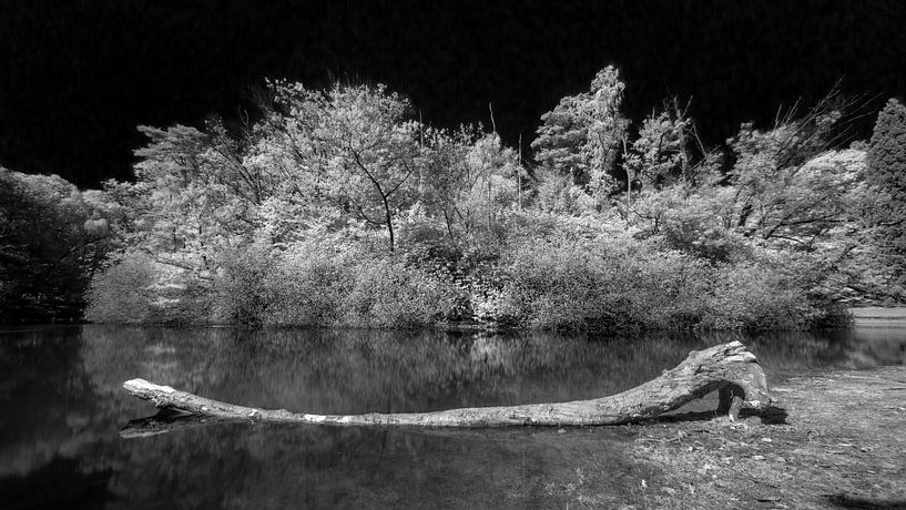 Infrared Walking Forest, Tilbuerg by Joris Buijs Fotografie