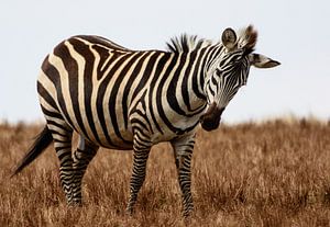 Zebra in Serengeti van Ronne Vinkx