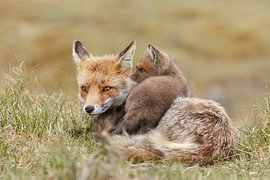 Jeune renard sur Menno Schaefer