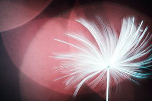 Nature abstraite