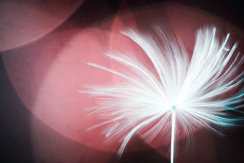 Abstracte Natuur