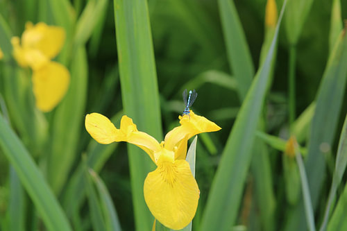 Libellule sur un lys jaune