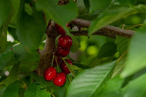 Cerises rouges dans l'arbre